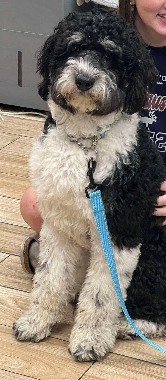 A young large-sized male Bernese Mountain Dog dog named Sammie for adoption in Valrico, FL