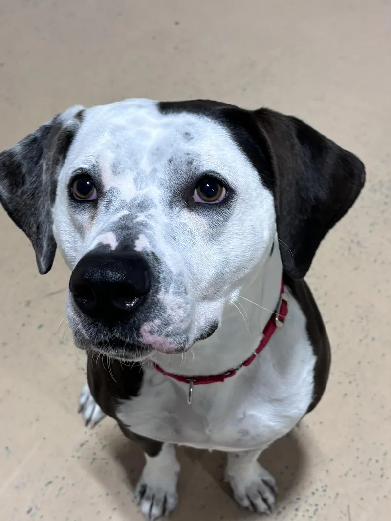 Cowboy