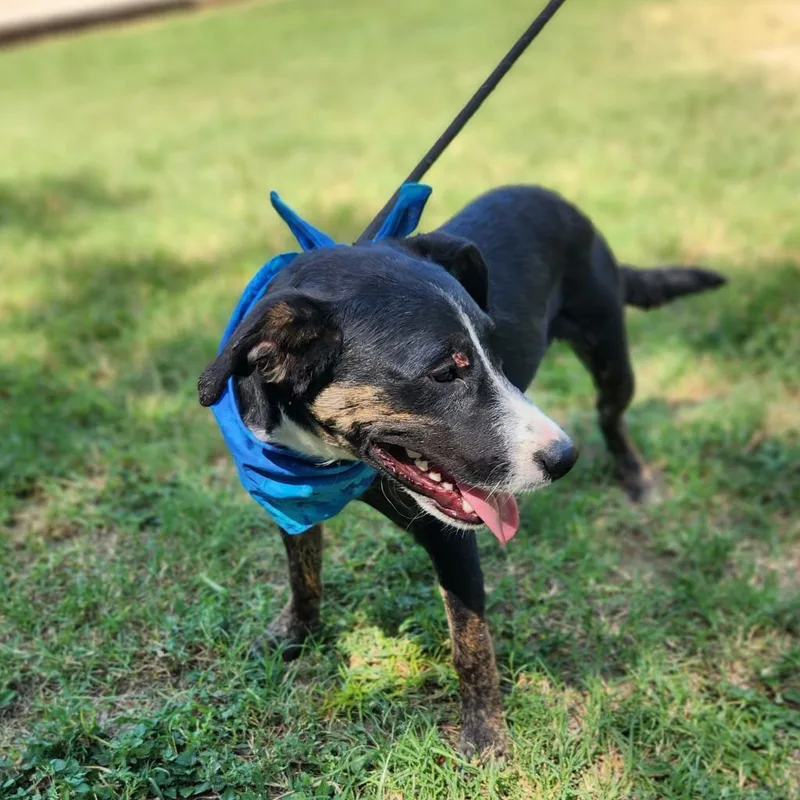 An adult medium-sized male Plott Hound dog named Doc JUM for adoption in Austin, TX