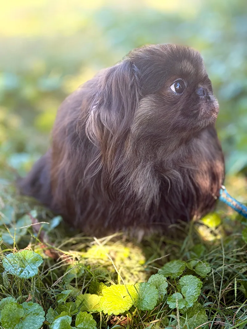 An adult small-sized male Brown / Chocolate Pekingese dog named Lancelot Transport for adoption in Gradyville, KY