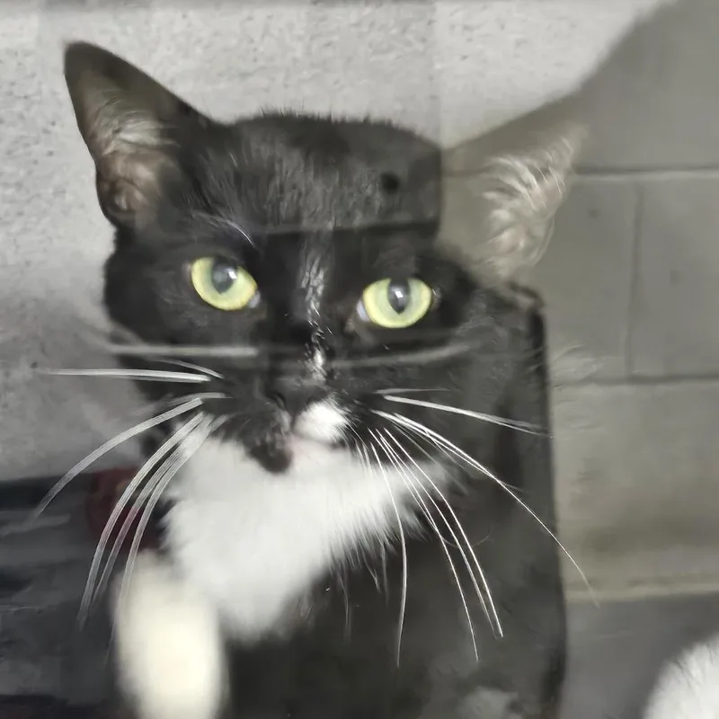 An adult medium-sized female Black Domestic Short Hair cat named Luna for adoption in Evansville, IN
