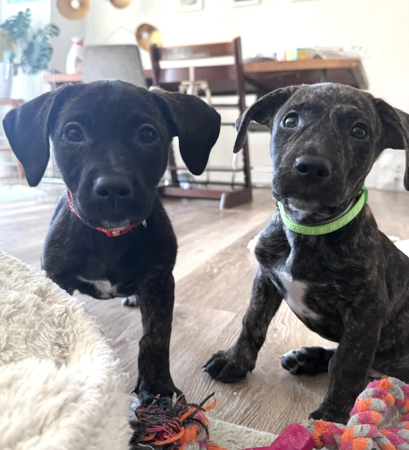 A baby medium-sized male Brindle Labrador Retriever dog named Wayne Lucas for adoption in New York, NY