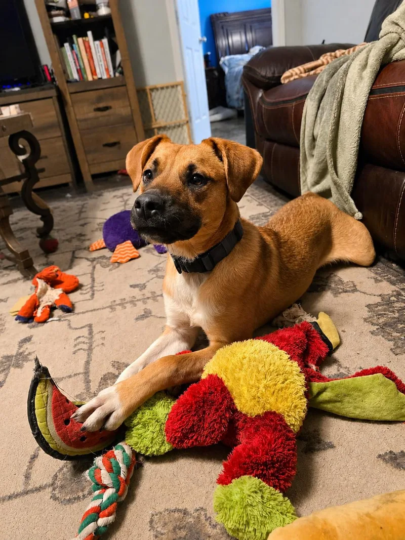A young medium-sized male Yellow / Tan / Blond / Fawn Labrador Retriever dog named Charlie for adoption in Humble, TX