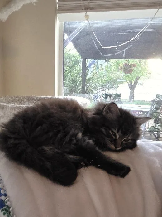 A baby medium-sized female Tabby (Brown / Chocolate) Domestic Long Hair cat named Blueberry for adoption in Salt Lake City, UT