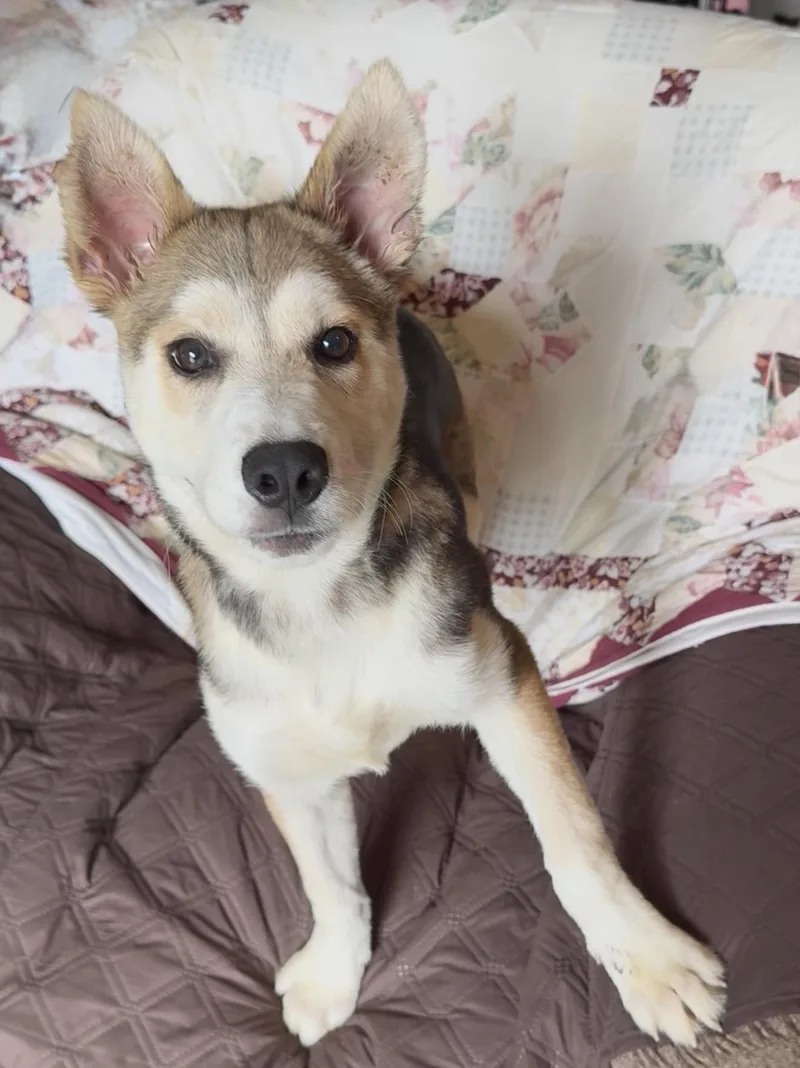 A baby medium-sized female Tricolor (Brown, Black, & White) Siberian Husky dog named Amazing Hazel for adoption in Burlington, NC