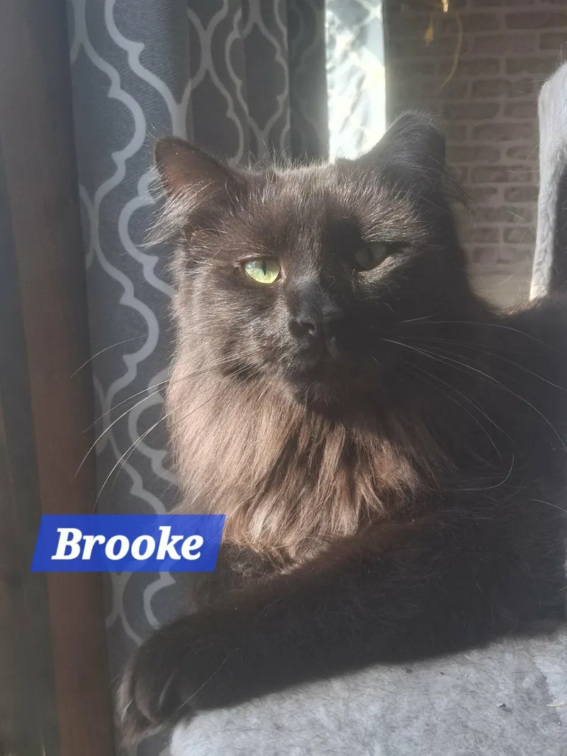 Zz Brooke ~ Courtesy thumbnail 2
