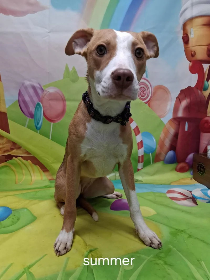 A young small-sized female Yellow / Tan / Blond / Fawn Mixed Breed dog named Summer for adoption in Urbana, OH