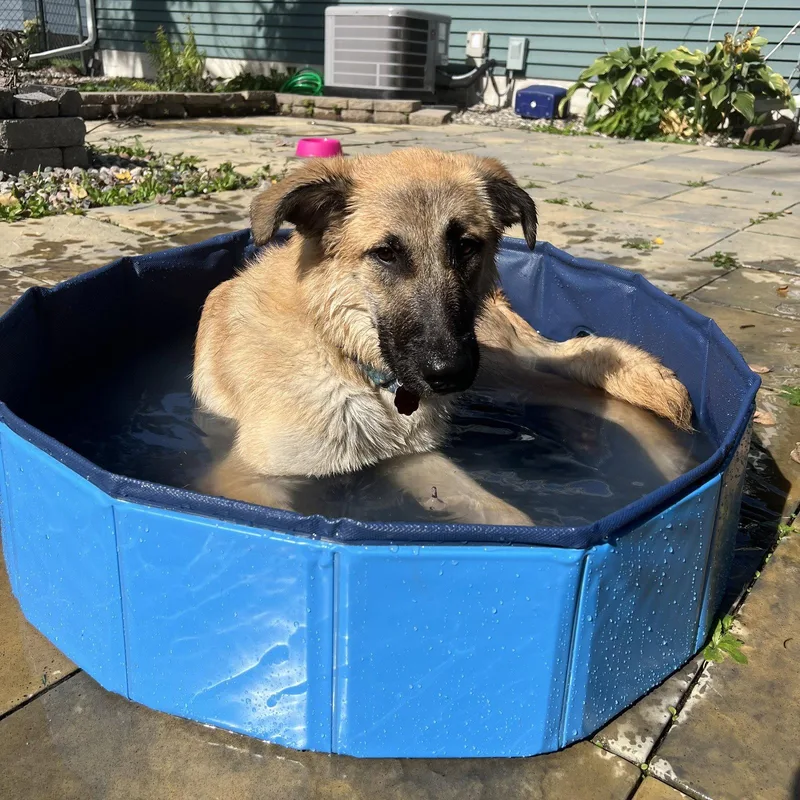 An adult medium-sized female Shepherd dog named Accountant for adoption in Fargo, ND
