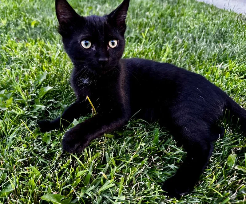 A baby medium-sized female Black & White / Tuxedo Domestic Short Hair cat named Robin for adoption in Pasco, WA