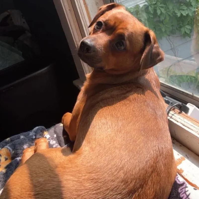 An adult small-sized male Brown / Chocolate Dachshund dog named Moe for adoption in Kansas City, MO