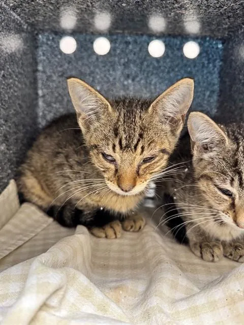 A baby small-sized male Domestic Short Hair cat named Stu for adoption in Naples, FL