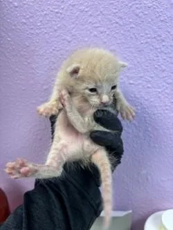 A baby small-sized male Orange / Red Domestic Medium Hair cat named Jelly bean for adoption in El Paso, TX