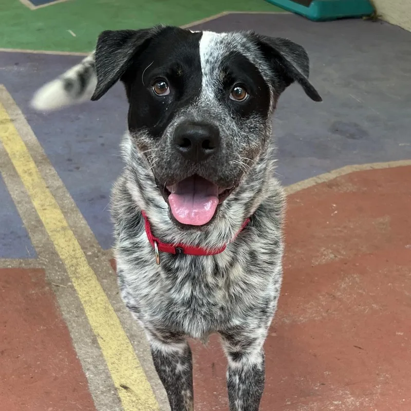 Hobie The Bandit thumbnail 2