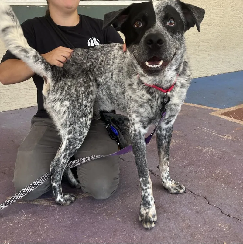 Hobie The Bandit thumbnail 3