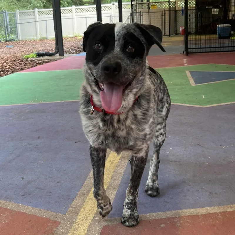 A senior large-sized male White / Cream Australian Cattle Dog / Blue Heeler dog named Hobie The Bandit for adoption in Titusville, FL