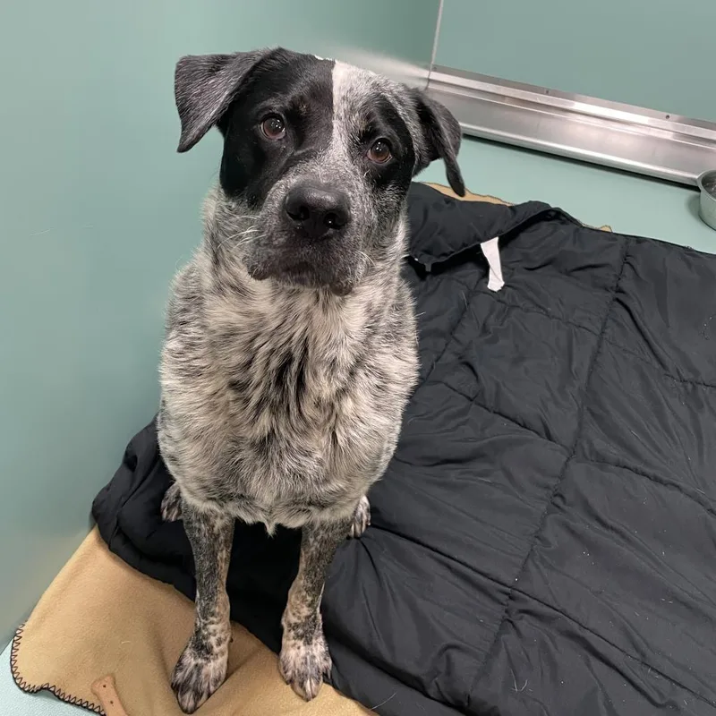 Hobie The Bandit thumbnail 4