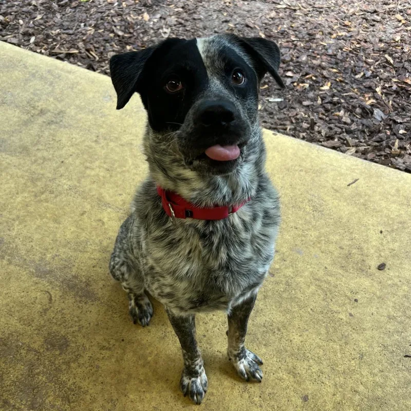 Hobie The Bandit thumbnail 5