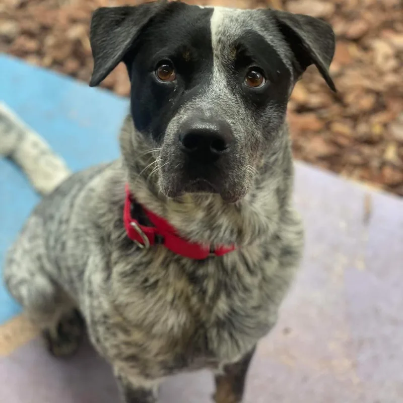 Hobie The Bandit thumbnail 6