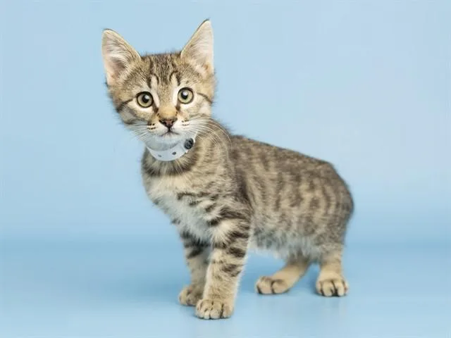 A baby small-sized female Domestic Short Hair cat named Minnie for adoption in Phoenix, AZ