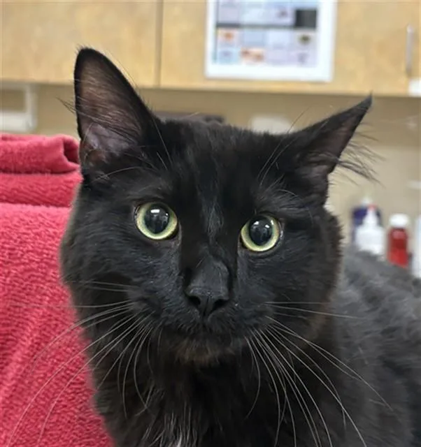 A young small-sized male Domestic Long Hair cat named Koro for adoption in Aliquippa, PA