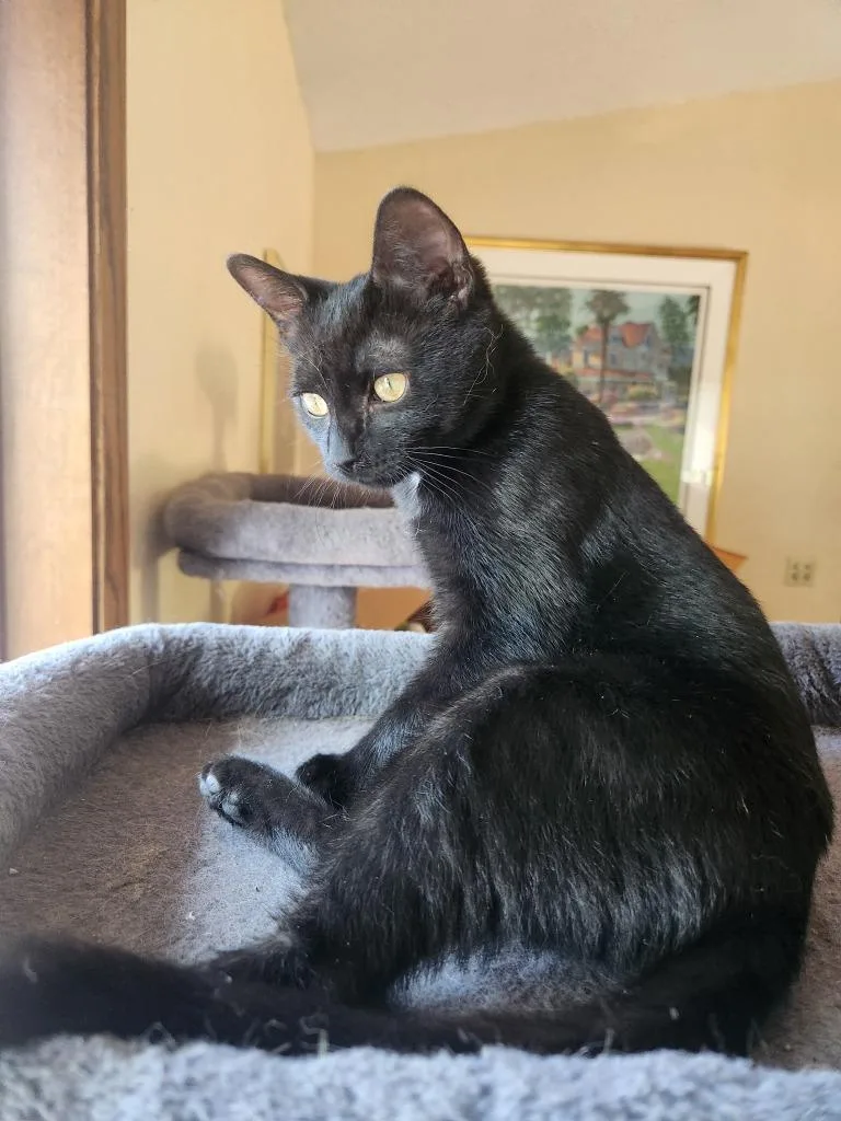 A baby small-sized female Domestic Short Hair cat named Genevieve for adoption in Minneapolis, MN