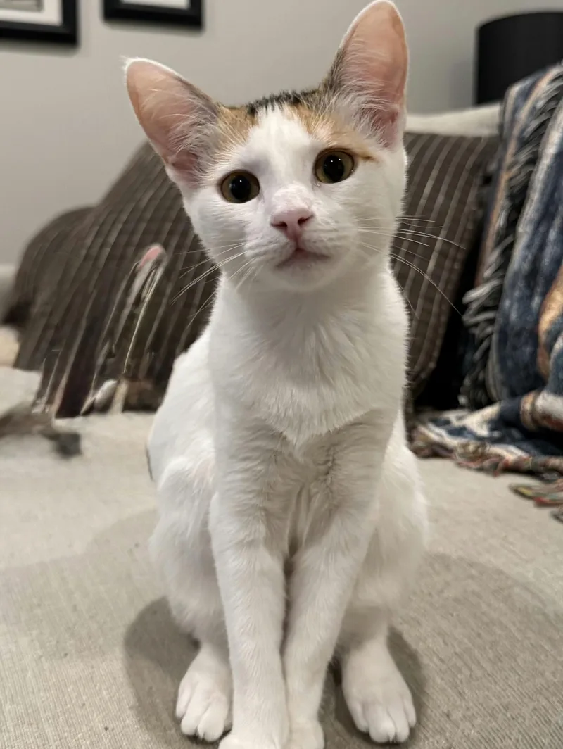Ginger
