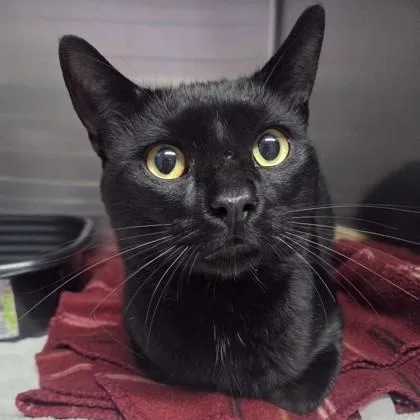 An adult medium-sized male Domestic Short Hair cat named Panther for adoption in Worcester, MA
