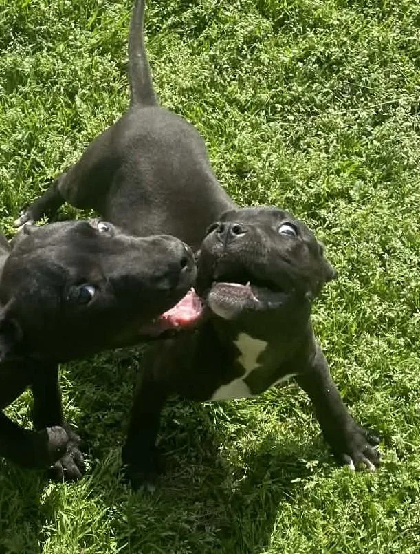 Rose Bud thumbnail 2