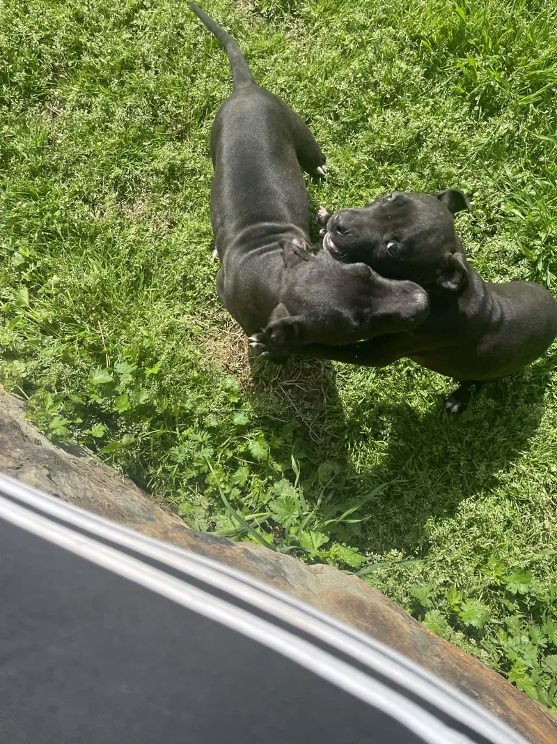 Rose Bud thumbnail 3