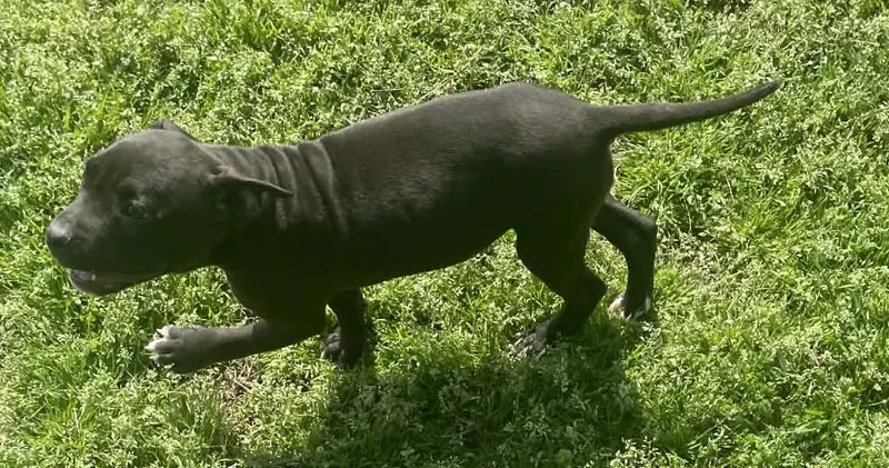 Rose Bud thumbnail 4