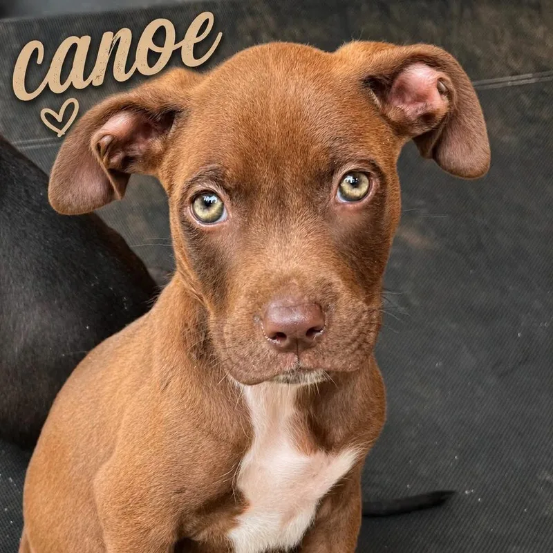 A baby medium-sized male American Bulldog dog named Canoochee “Canoe” for adoption in Gillsville, GA