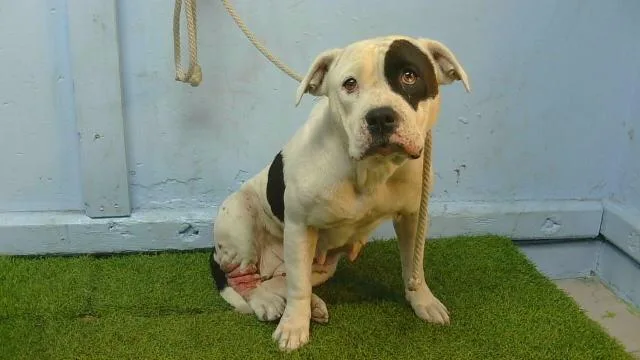 An adult large-sized female Pit Bull Terrier dog named Lara for adoption in Gardena, CA
