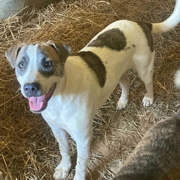 Buster  Local Guy! thumbnail 3