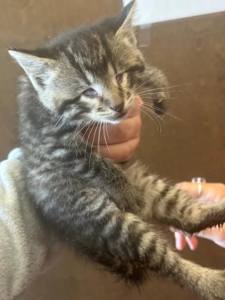 A baby small-sized female Domestic Short Hair cat named Squint for adoption in Gallatin, TN