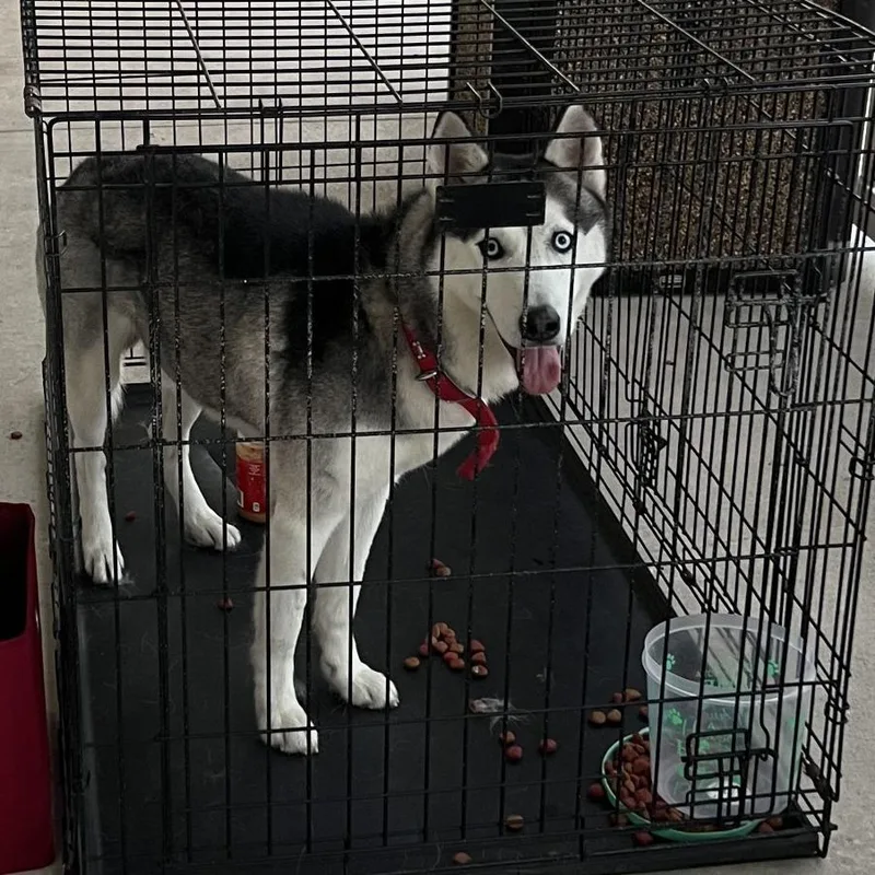 An adult medium-sized male Black Husky dog named Balto for adoption in Clearwater, FL