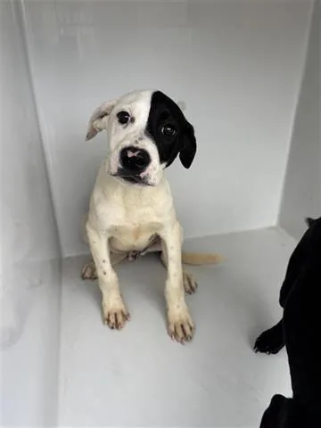 An adult small-sized male Labrador Retriever dog named Peanut for adoption in Houston, TX