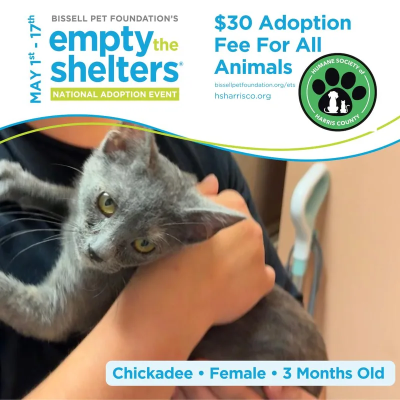 A baby small-sized female Gray / Blue / Silver Domestic Short Hair cat named Chickadee for adoption in Hamilton, GA