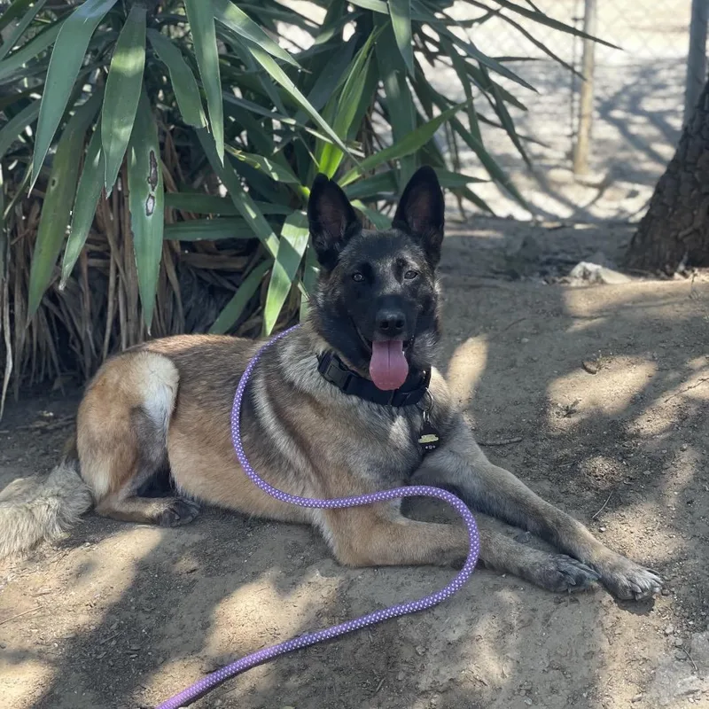 An adult medium-sized female Brown / Chocolate Belgian Shepherd / Malinois dog named Jules for adoption in Riverside, CA