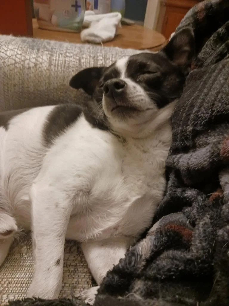 A senior medium-sized male Chihuahua dog named Charlie for adoption in St. Cloud, MN