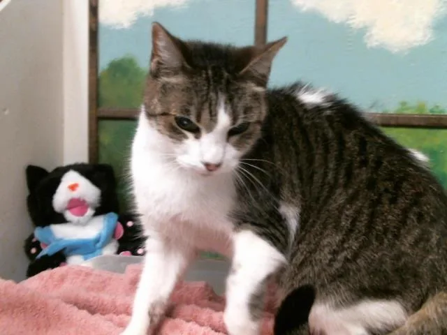 An adult medium-sized female Domestic Short Hair cat named Pocky for adoption in Houston, TX