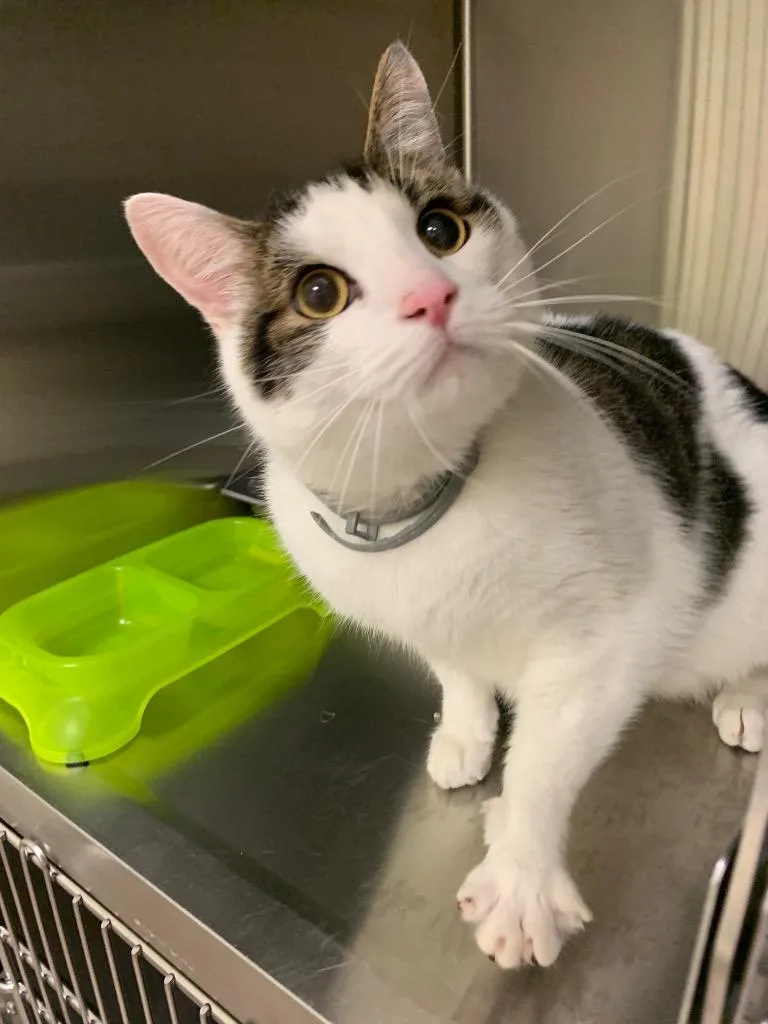 An adult medium-sized male Domestic Short Hair cat named Lasagna for adoption in Christiansburg, VA