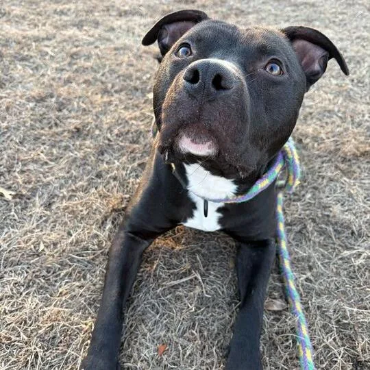 Row Boat thumbnail 2