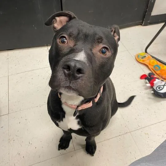 Row Boat thumbnail 3