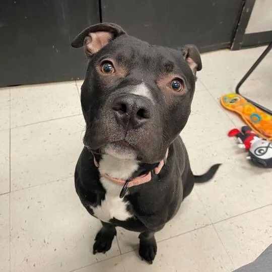 Row Boat thumbnail 6