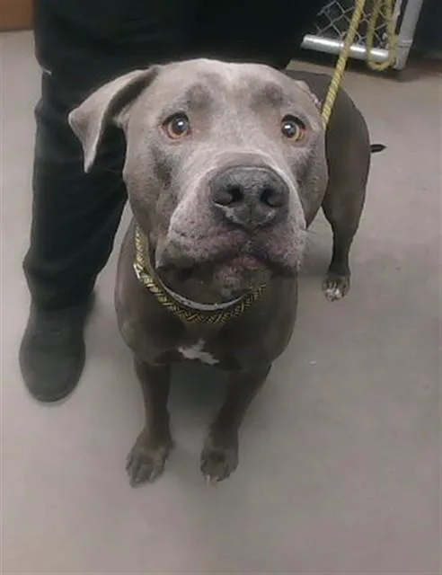 A young large-sized male Pit Bull Terrier dog named Chrome for adoption in Phoenix, AZ
