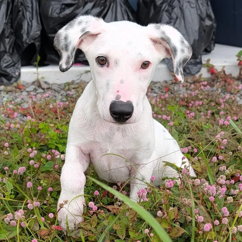 A baby medium-sized female Mixed Breed dog named Loki for adoption in Volcano, HI