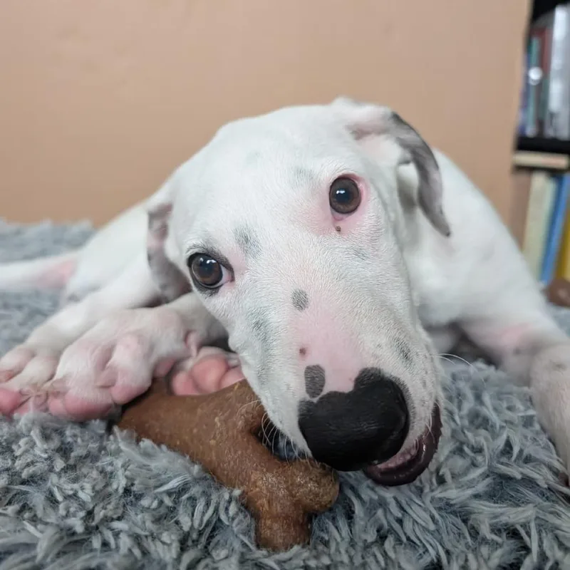 Loki thumbnail 2