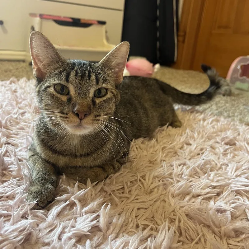 An adult medium-sized female Brown / Chocolate Domestic Short Hair cat named Pumpkin Spice for adoption in Columbia, MO
