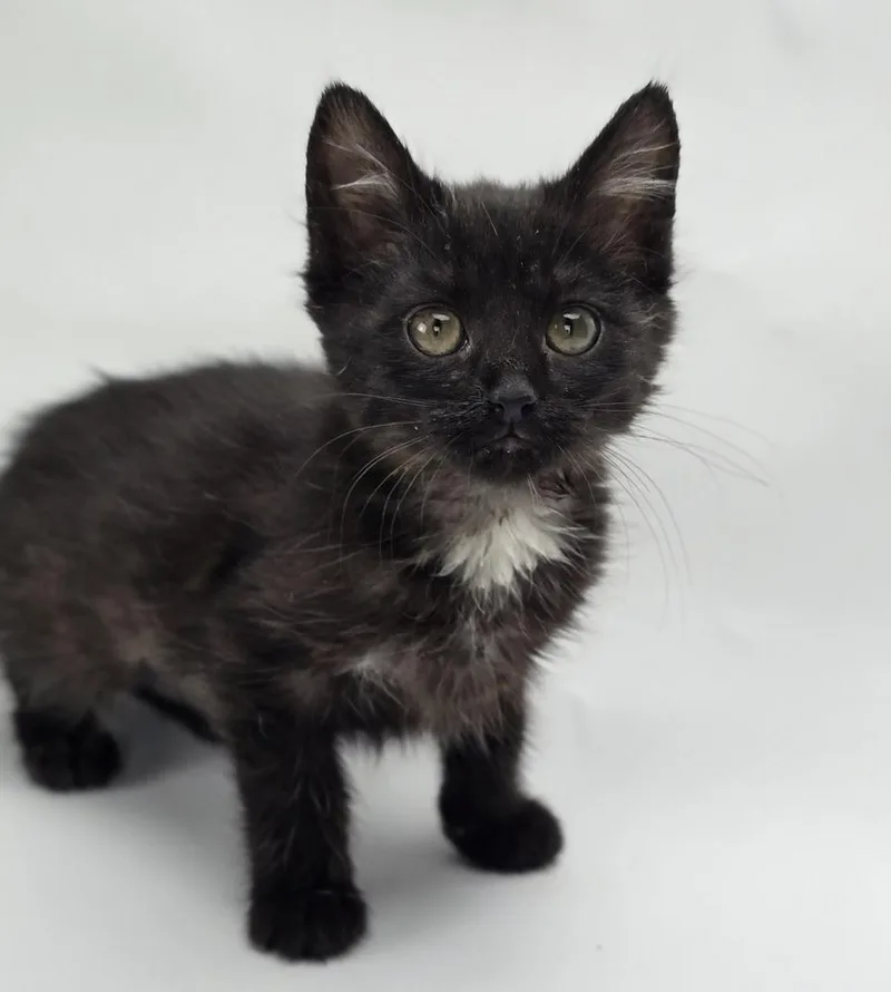 A baby medium-sized female Black & White / Tuxedo Domestic Short Hair cat named Star Destroyer for adoption in Sedalia, CO