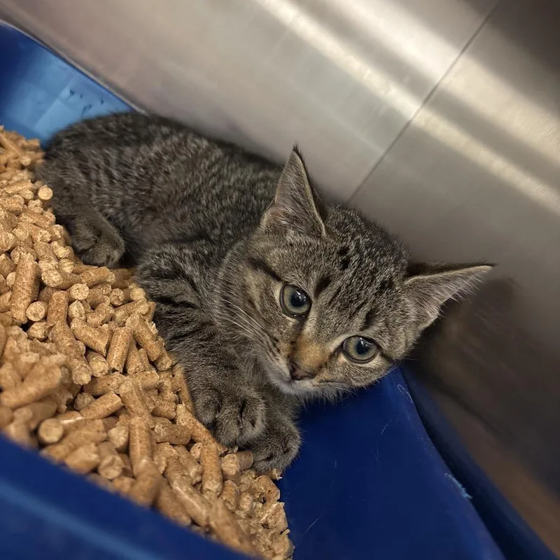 A baby small-sized female Brown / Chocolate Domestic Short Hair cat named Tamora for adoption in Bristol, IN
